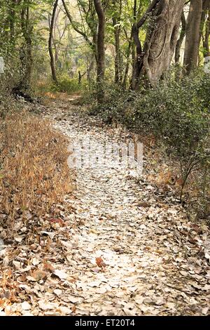 Waldweg; Sanjay Gandhi National Park; Borivali; Bombay; Mumbai; Maharashtra; Indien; Asien; Asiatisch; Indisch Stockfoto