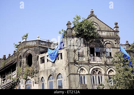 Baum wächst; altes Gebäude; Dr. Dadabhai Naoroji Road; Bombay; Mumbai; Maharashtra; Indien; Asien; Asiatisch; Indisch Stockfoto