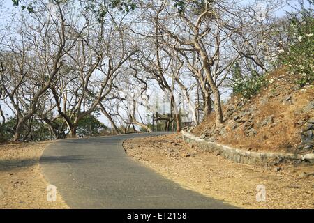 Straße im Wald; Baumstämme; Sanjay Gandhi National Park; Borivali; Bombay; Mumbai; Maharashtra; Indien; Asien; Asiatisch; Indianleafless Stockfoto