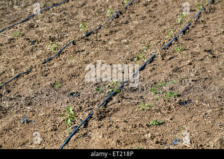 Tropfbewässerung auf frisch bepflanzten Garten. Stockfoto