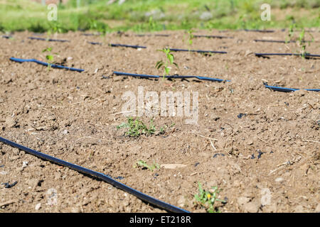 Tropfbewässerung auf frisch bepflanzten Garten. Stockfoto