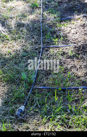 Tropfbewässerung auf frisch bepflanzten Garten. Stockfoto