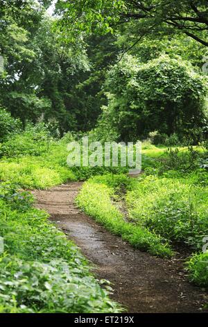 Waldweg; Sanjay Gandhi National Park; Borivali; Bombay; Mumbai; Maharashtra; Indien; Asien; Asiatisch; Indisch Stockfoto