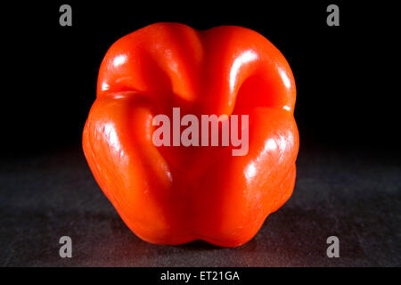 Gewürze; Paprika Shimla Mirch Capsicum Annuum Capsicum Frutescens auf schwarzem Hintergrund 30. März 2010 Stockfoto