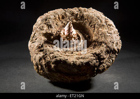 Elefantenfuß Yam, tropisches Gemüse, amorphophallus paeonifolius auf schwarzem Hintergrund Stockfoto