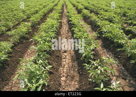 Tomatenpflanze; lycopersicon esculentum; Khidapur; Bezirk Kolhapur; Maharashtra; Indien; Asien Stockfoto