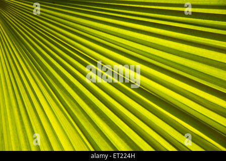 Grünes Palmenblatt; Poona; Pune; Maharashtra; Indien; Asien Stockfoto