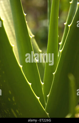 Aloe Vera Pflanze Stockfoto