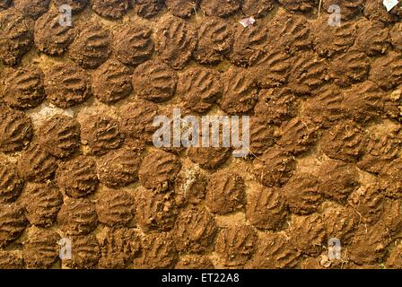 Kuhdung Kuchen Trocknen, Asansol, Paschim Bardhaman Bezirk, West Bengalen, Indien, Asien Stockfoto