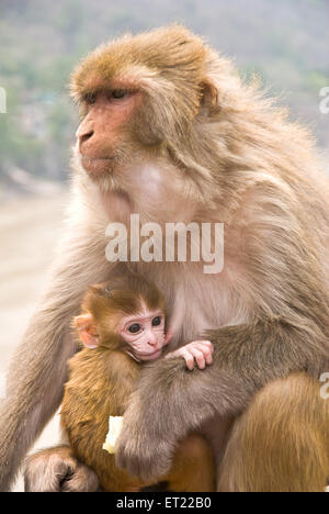 Rhesusmakaken-Affe macaca mulatta mit dem jungen Rishikesh Uttaranchal Uttarakhand Indien Stockfoto