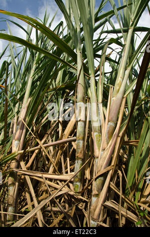 Zuckerrohrfeld Padhegaon Shrirampur Ahmednagar Maharashtra India Asia Indian Fields Stockfoto