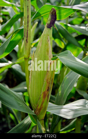 Mais Zea Mays Ladgaon Shrirampur Ahmednagar Maharashtra Indien Asien Stockfoto