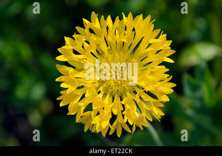 Gaillardia Pulchella gelb Ladgaon Shrirampur Ahmednagar Maharashtra India South Asia Stockfoto