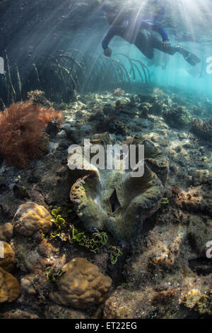 Eine Riesenmuschel (Tridacna Gigas) wächst auf ein flaches Riff am Rande von einem Mangrovenwald in Raja Ampat, Indonesien. Stockfoto