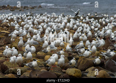 Seevögel auf Hallet Cove Beach, Adelaide, SA, Australien Stockfoto