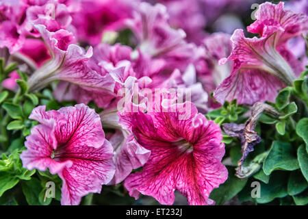 Nahaufnahme von Lillac, lila, Pink und rot Petunien Blumen Stockfoto