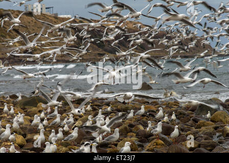 Seevögel auf Hallet Cove Beach, Adelaide, SA, Australien Stockfoto