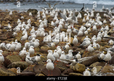 Seevögel auf Hallet Cove Beach, Adelaide, SA, Australien Stockfoto