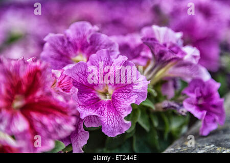 Nahaufnahme von Lillac, lila, Pink und rot Petunien Blumen Stockfoto