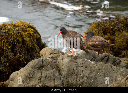 Zwei Schwarze Austernfänger auf Felsen Stockfoto