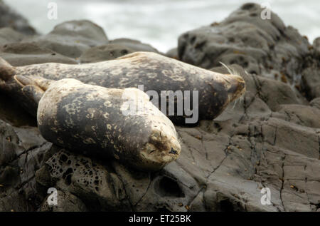 Harbor Seal Stockfoto