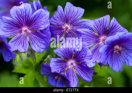 Winterharte Geranien Blauer Kranichschnabel, Geranium x magnificum Stockfoto