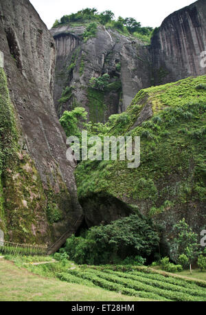 Hong Pao Tee - der teuerste Tee der Welt. Stockfoto