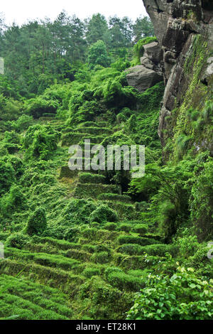 Hong Pao Tee - der teuerste Tee der Welt. Stockfoto