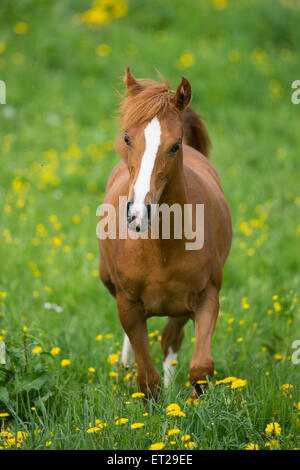 Arabische Jährling Stute im Trab auf Wiese Stockfoto