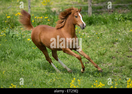 Arabische Jährling Stute im Galopp auf Wiese Stockfoto