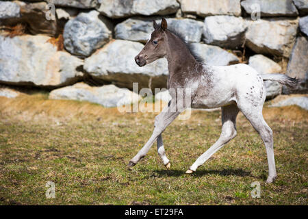 Araloosa Colt, erste Schritte Stockfoto