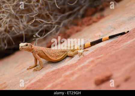 Gemeinsamen Chuckwalla (Sauromalus Ater) auf rotem Sandstein, Valley of Fire State Park, Nevada, USA Stockfoto