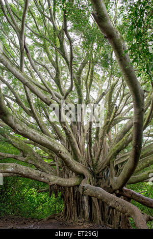 Indische Banyan (Ficus Feige), sieben Pools, Ohe o Gulch, Maui, Hawaii, USA Stockfoto