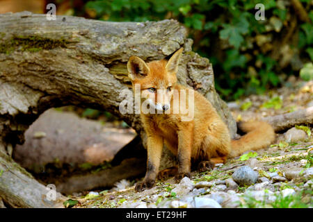 Junger Rotfuchs (Vulpes Vulpes) steht vor seiner Burrow, Basel, Schweiz Stockfoto