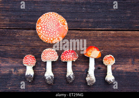 Pilze Fliegenpilzen Amanita Muscaria Grounp auf alten Holztisch Stockfoto