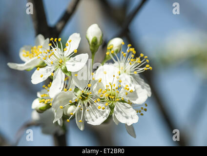 Blühende Kirsche Baum Zweig. Den blauen Himmel im Hintergrund. Stockfoto