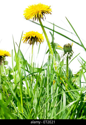 Löwenzahn Blumen in dem frischen grünen Rasen. Stockfoto