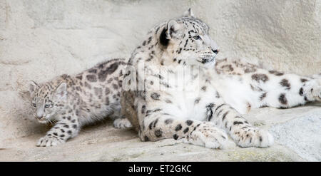 Snow Leopard Erwachsener mit Jugendlichen Stockfoto
