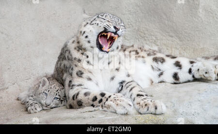 Snow Leopardenmutter ihr junges zu schützen Stockfoto