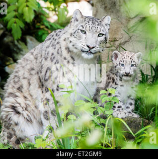 Snow Leopardenmutter und Jungtier Stockfoto