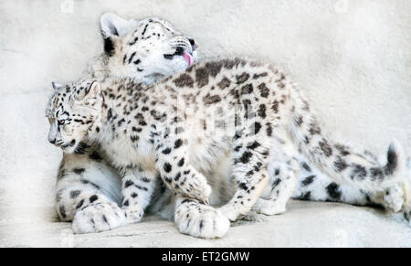 Snow Leopardenmutter kuscheln mit Jungtier Stockfoto
