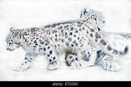 Snow Leopard-Mutter mit Jungtier Stockfoto