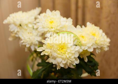 Bouquet von weißen schöne Chrysanthemen auf einem einheitlichen Hintergrund Stockfoto