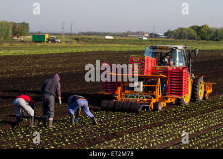 Tarleton, Lancashire, UK 11. Juni 2015 UK Wetter. Automat Anbau von Salat als warmes Wetter stimuliert die Nachfrage nach Salat ernten.  Trocknende Böden ermöglichen, Landarbeiter, Arbeiter und Eigentümer Pflanze Frühling Obst und Gemüse. Dieser landwirtschaftlichen Nutzfläche beschäftigt viele harte Arbeit Wanderarbeiter traditionell für Pflanzung, Kommissionierung und Verpackung von Getreide für die Supermärkte. Einige Züchter haben gezeigt auf Defizite der entscheidende saisonale Arbeiter für eine 06:00 starten benötigt. Die Gegend ist ein bedeutender Hersteller von Feldgemüse und Kulturen. Bildnachweis: Cernan Elias/Alamy Live-Nachrichten Stockfoto