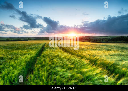 Sonnenuntergang über Ackerland mit Gerste in der Brise weht Stockfoto