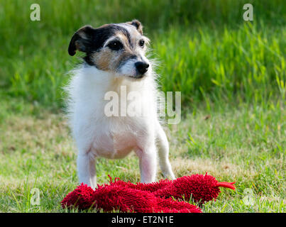 Jack Russell Terrier mit einem Stofftier draußen auf dem Rasen Stockfoto