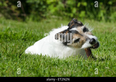 Jack Russell Terrier an einem Knochen kauen Stockfoto