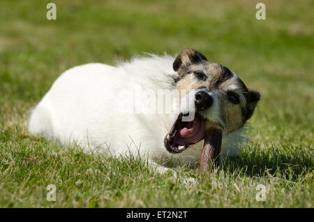 Jack Russell Terrier gelegt in der Wiese einen Knochen zu kauen Stockfoto