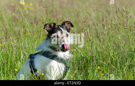 Jack Russell Terrier saß auf einer Wiese ein Geschirr tragen Stockfoto