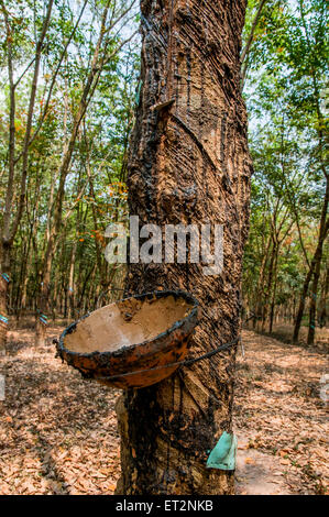Sie tippen Sap aus dem Gummibaum in einer Plantage, Zentrales Hochland Vietnam Stockfoto